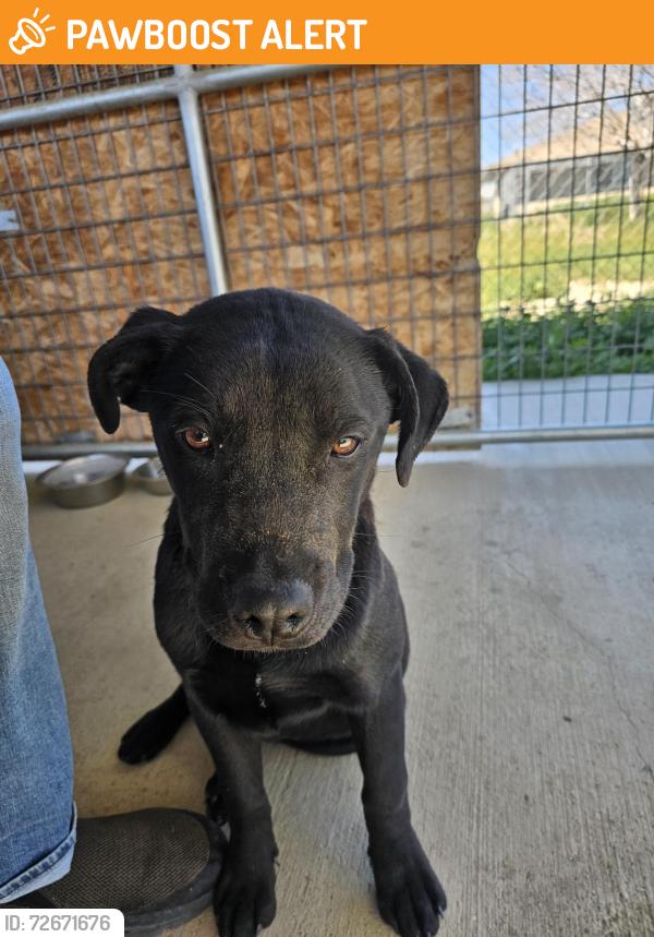 Found/Stray Male Dog last seen Found near 240th and Avenue O., Los Angeles County, CA 93535