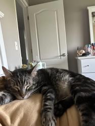 Lost Male Cat last seen 180th and Maple, Omaha, NE 68116