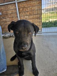 Found/Stray Male Dog last seen Found near 240th and Avenue O., Los Angeles County, CA 93535