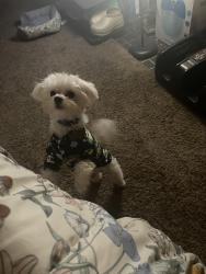 Lost Male Dog last seen Saginaw at 12th street , Flint, MI 48503