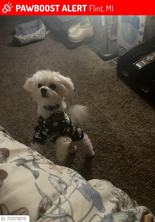 Lost Male Dog last seen Saginaw at 12th street , Flint, MI 48503