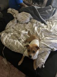 Lost Male Dog last seen Near NW 2 Ave, Pompano Beach, FL 33060