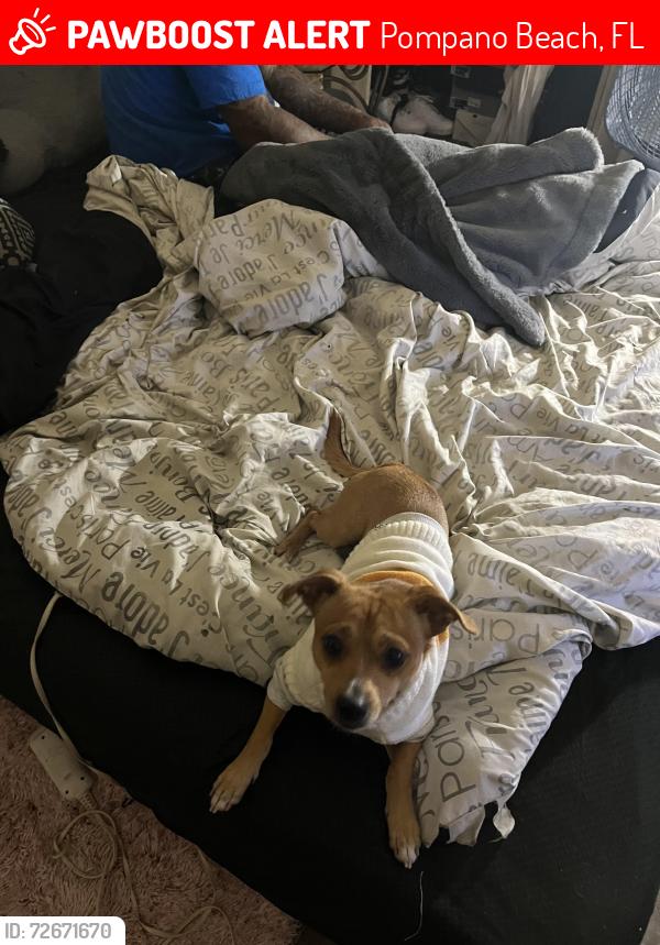 Lost Male Dog last seen Near NW 2 Ave, Pompano Beach, FL 33060