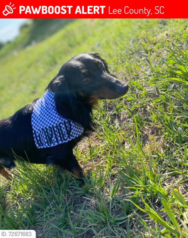 Lost Male Dog last seen WOODROW Rd Sumter sc, Lee County, SC 29128