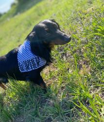 Lost Male Dog last seen WOODROW Rd Sumter sc, Lee County, SC 29128