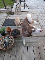 Found/Stray Male Dog last seen Mckinney Ranch & Ridge, McKinney, TX 75070