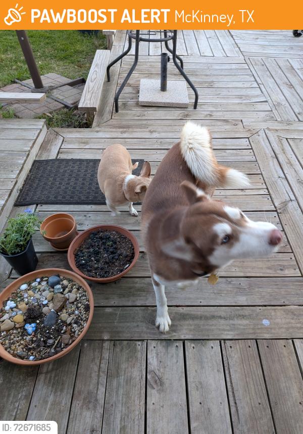 Found/Stray Male Dog last seen Mckinney Ranch & Ridge, McKinney, TX 75070