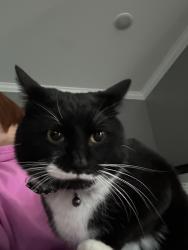 Found/Stray Unknown Cat last seen Near W 14th St, Columbia, TN 38401