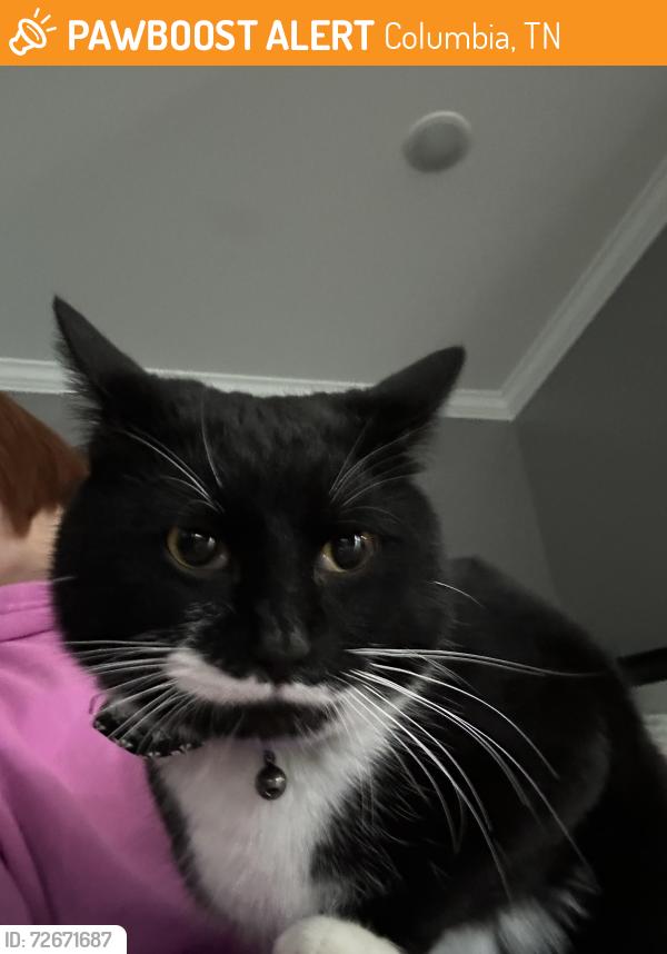 Found/Stray Unknown Cat last seen Near W 14th St, Columbia, TN 38401