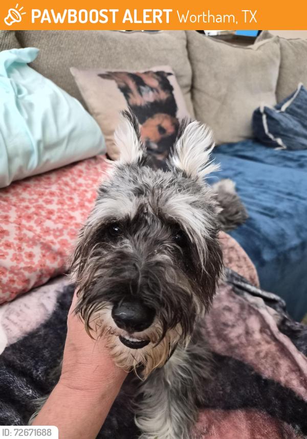 Found/Stray Female Dog last seen Chestnut Woods, Wortham, TX 76693