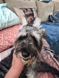 Found/Stray Female Dog last seen Chestnut Woods, Wortham, TX 76693
