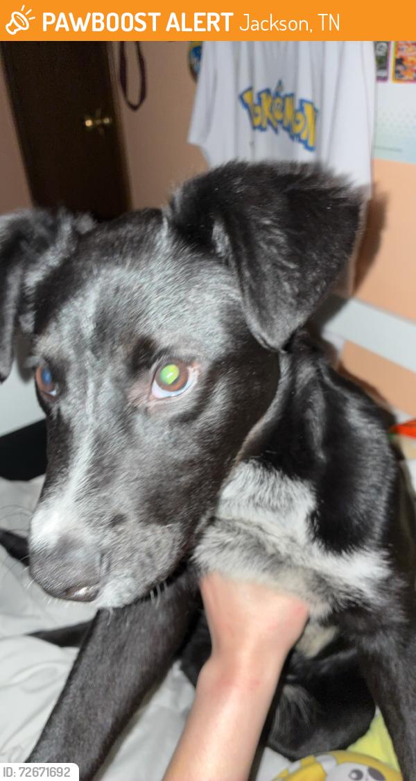 Found/Stray Male Dog last seen Near North Pkwy, Jackson, TN 38305, Jackson, TN 38305