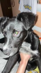 Found/Stray Male Dog last seen Near North Pkwy, Jackson, TN 38305, Jackson, TN 38305