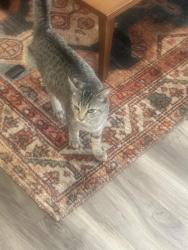 Found/Stray Female Cat last seen Haskell st , Austin, TX 78702