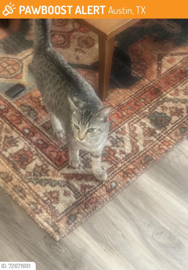 Found/Stray Female Cat last seen Haskell st , Austin, TX 78702