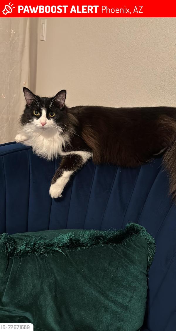 Lost Female Cat last seen Near W Cochise Dr , Phoenix, AZ 85051