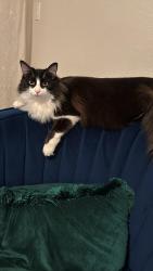 Lost Female Cat last seen Near W Cochise Dr , Phoenix, AZ 85051