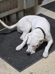 Found/Stray Male Dog last seen Tx 44 and spid , Corpus Christi, TX 78406
