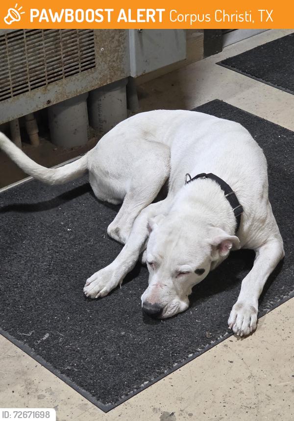 Found/Stray Male Dog last seen Tx 44 and spid , Corpus Christi, TX 78406