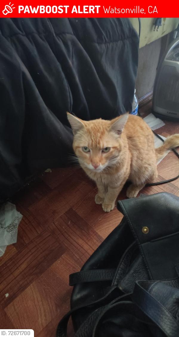Lost Male Cat last seen Holm rd, Watsonville, CA 95076