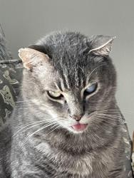 Lost Male Cat last seen Swan Lake ests , Titusville, FL 32796