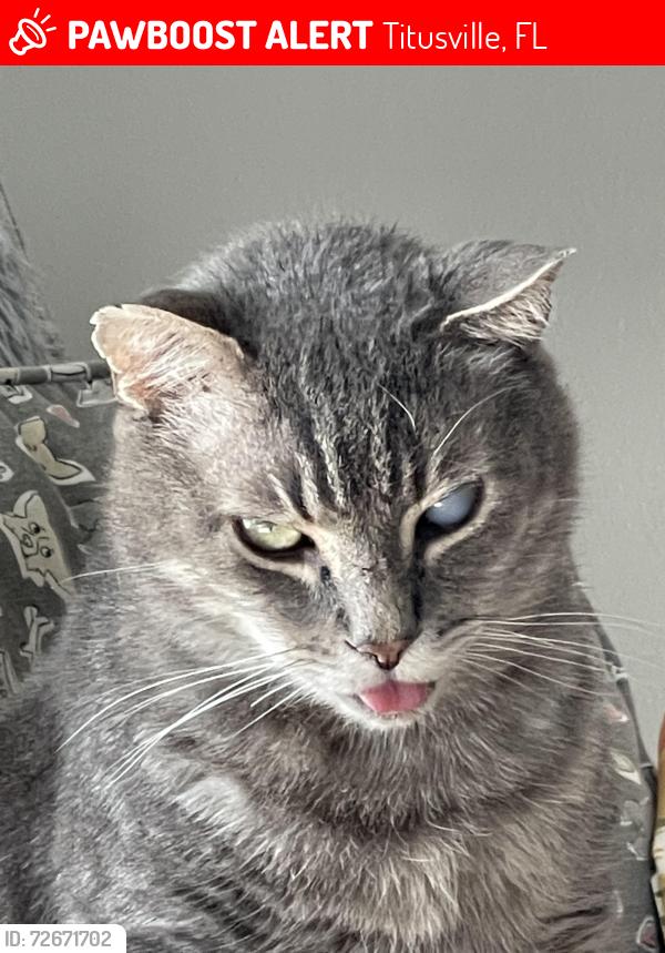 Lost Male Cat last seen Swan Lake ests , Titusville, FL 32796