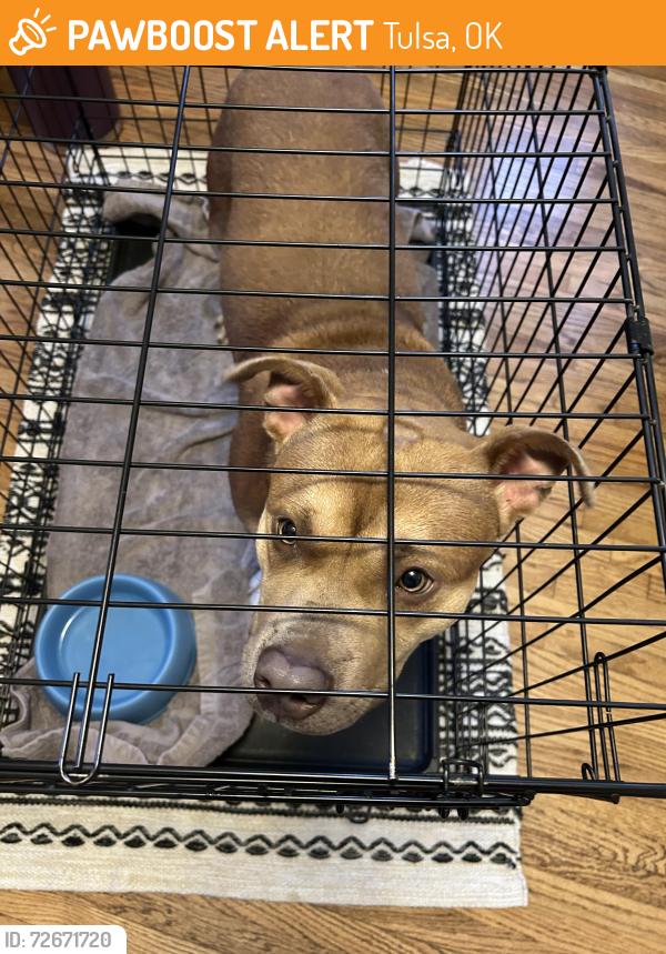 Found/Stray Male Dog last seen Tulsa Tech Lemley, 31st and Memorial, Tulsa, OK 74145