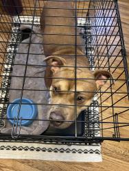 Found/Stray Male Dog last seen Tulsa Tech Lemley, 31st and Memorial, Tulsa, OK 74145