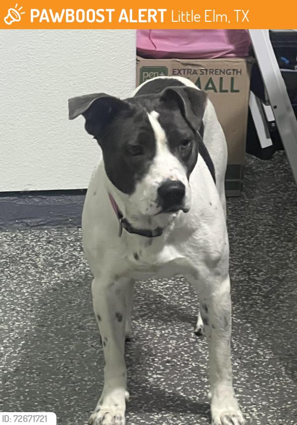 Found/Stray Female Dog last seen Rockhill parkway and Otos, Little Elm, TX 75068
