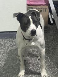 Found/Stray Female Dog last seen Rockhill parkway and Otos, Little Elm, TX 75068