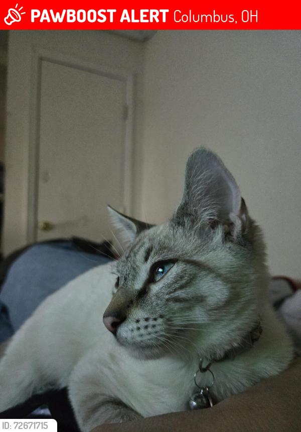 Lost Male Cat last seen Ontario st & Minnesota Ave, Columbus, OH 43211