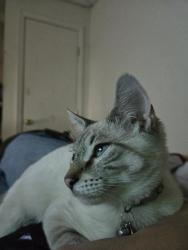 Lost Male Cat last seen Ontario st & Minnesota Ave, Columbus, OH 43211