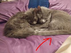 Lost Male Cat last seen Burnsville parkway & County Rd.11, Burnsville, MN 55337