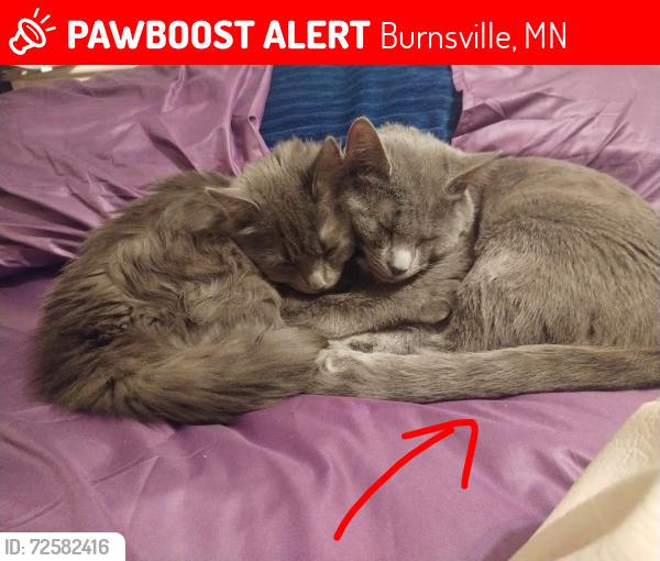 Lost Male Cat last seen Burnsville parkway & County Rd.11, Burnsville, MN 55337