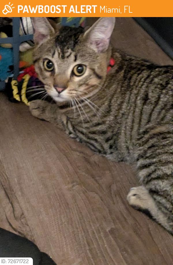 Found/Stray Male Cat last seen Near NW 33rd St, Miami, FL 33172, Miami, FL 33172