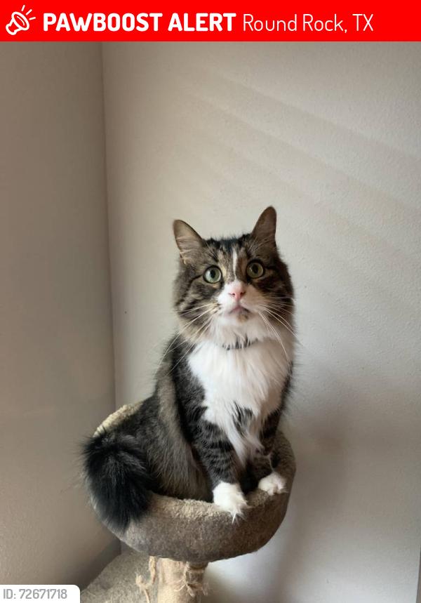 Lost Male Cat last seen Rainbow Parke and Mickey Mantle, Round Rock, TX 78665