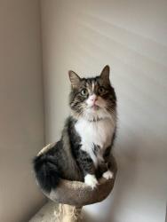 Lost Male Cat last seen Rainbow Parke and Mickey Mantle, Round Rock, TX 78665