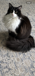 Lost Female Cat last seen Near W Cochise Dr , Phoenix, AZ 85051