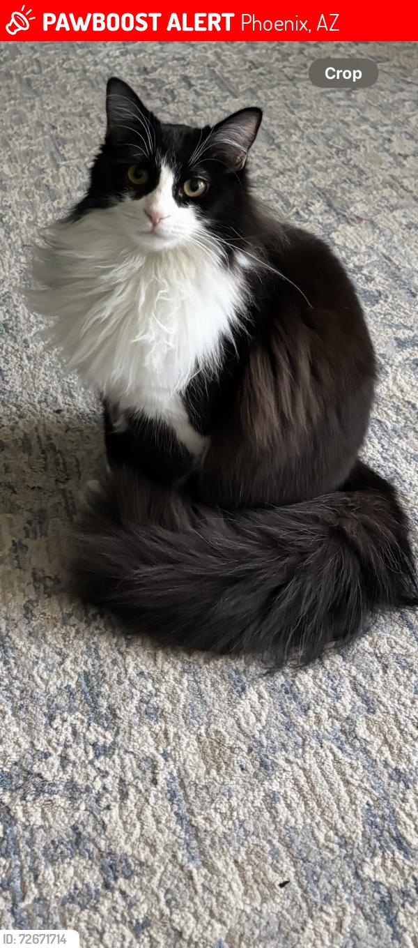 Lost Female Cat last seen Near W Cochise Dr , Phoenix, AZ 85051
