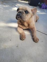 Found/Stray Male Dog last seen Spruce and Randall , Rialto, CA 92376