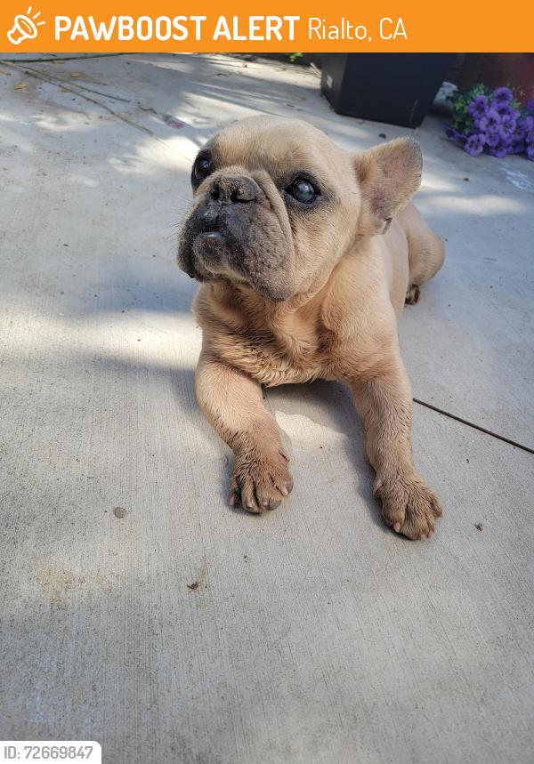 Found/Stray Male Dog last seen Spruce and Randall , Rialto, CA 92376