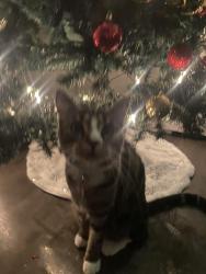 Lost Female Cat last seen Lake hazel and five mile, Boise, ID 83709