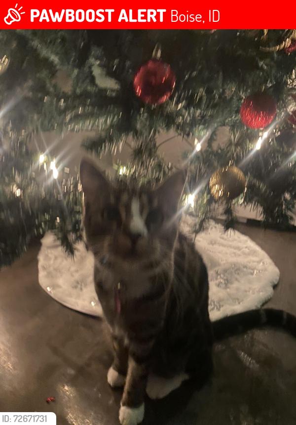 Lost Female Cat last seen Lake hazel and five mile, Boise, ID 83709