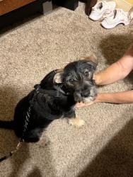 Found/Stray Male Dog last seen Magnolis, Santee, CA 92071