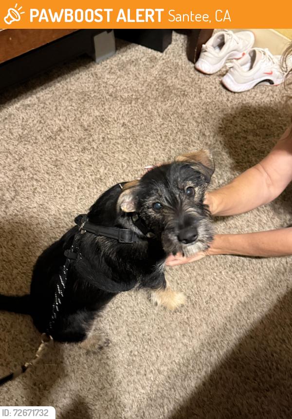 Found/Stray Male Dog last seen Magnolis, Santee, CA 92071