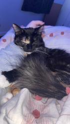 Found/Stray Female Cat last seen At a body shop , Snellville, GA 30078
