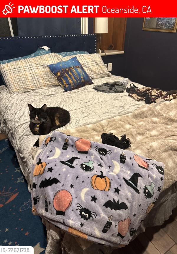 Lost Female Cat last seen Planet fitness/Albertsons, Oceanside, CA 92056