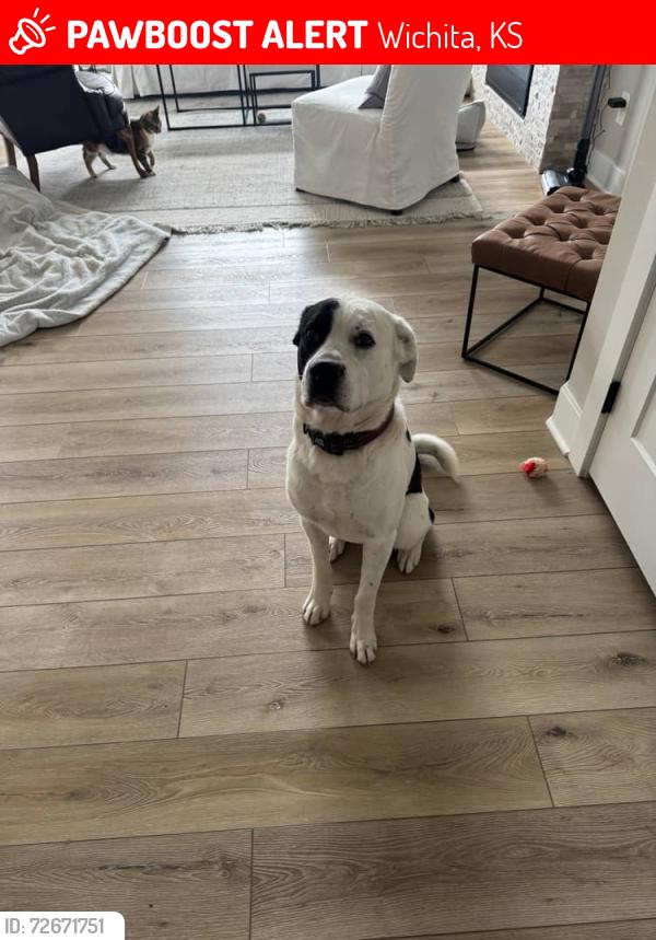 Lost Male Dog last seen 12th & Amidon, Wichita, KS 67203