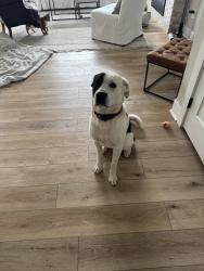 Lost Male Dog last seen 12th & Amidon, Wichita, KS 67203