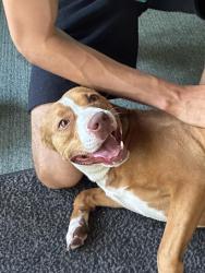 Found/Stray Female Dog last seen Port Saint John community center , Cocoa, FL 32927